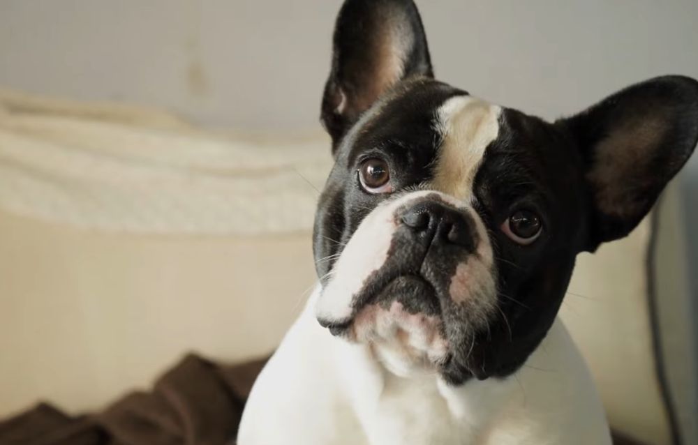 Francuski buldog