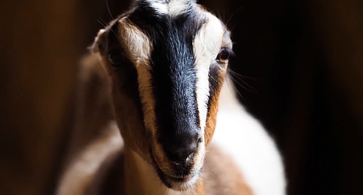 LaMancha koza