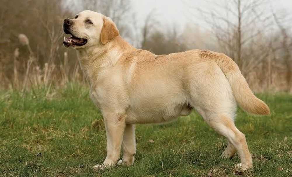 Labrador retriver 