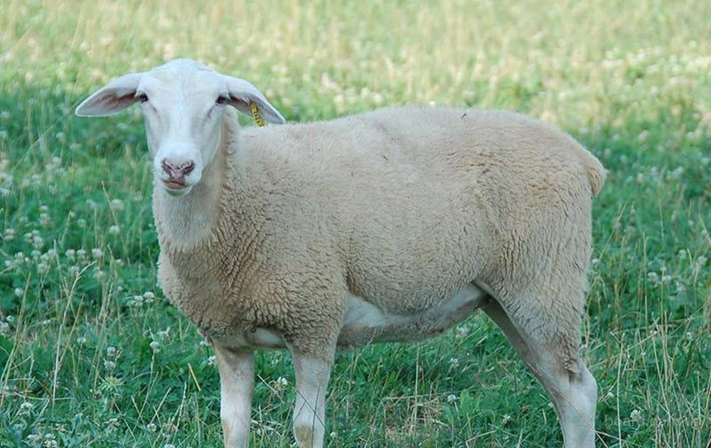 Lacaune OVCA