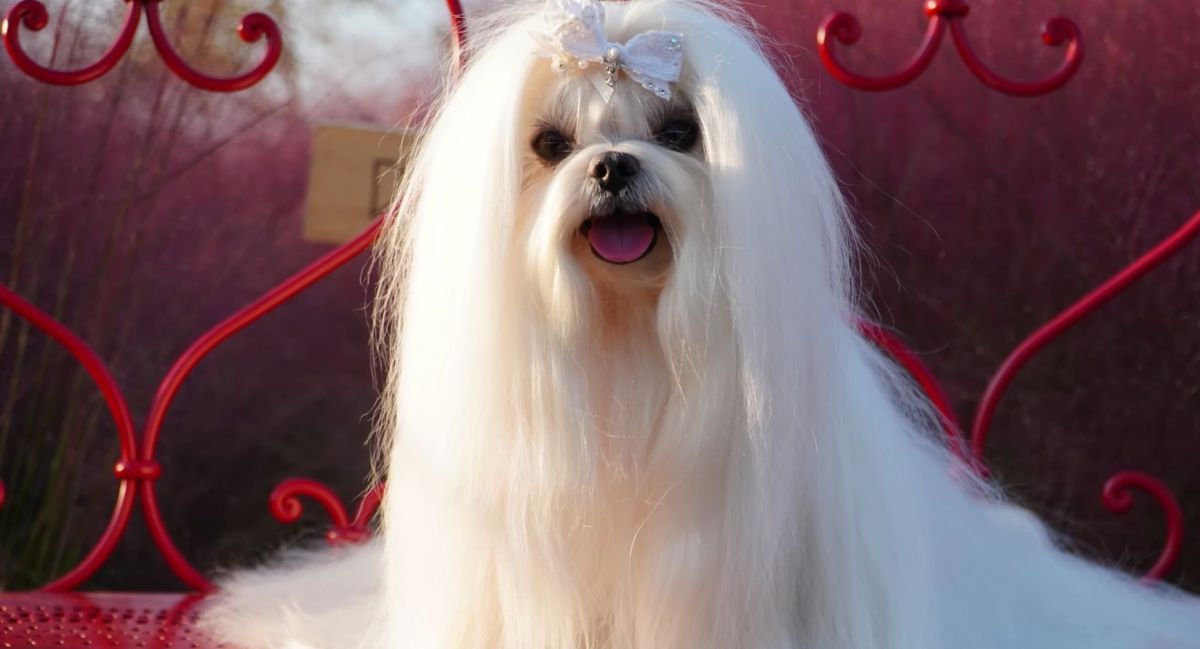 Maltezer