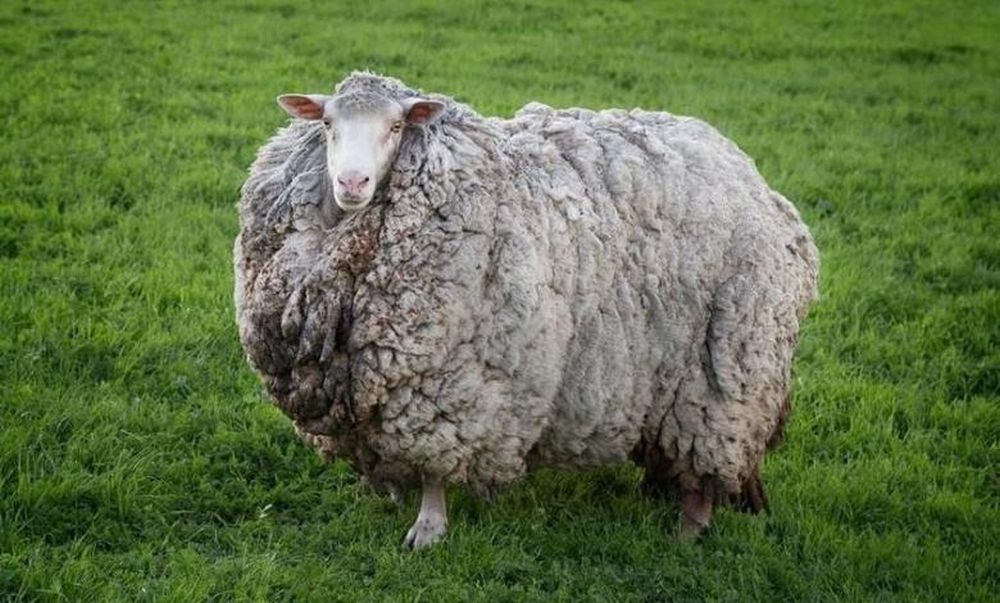 merino ovca