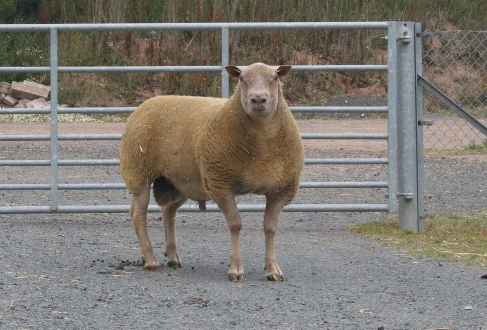 Šarole ovce