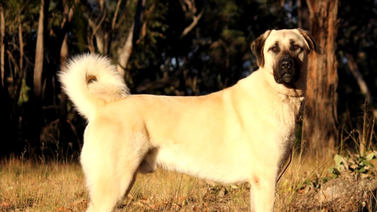 Kangal
